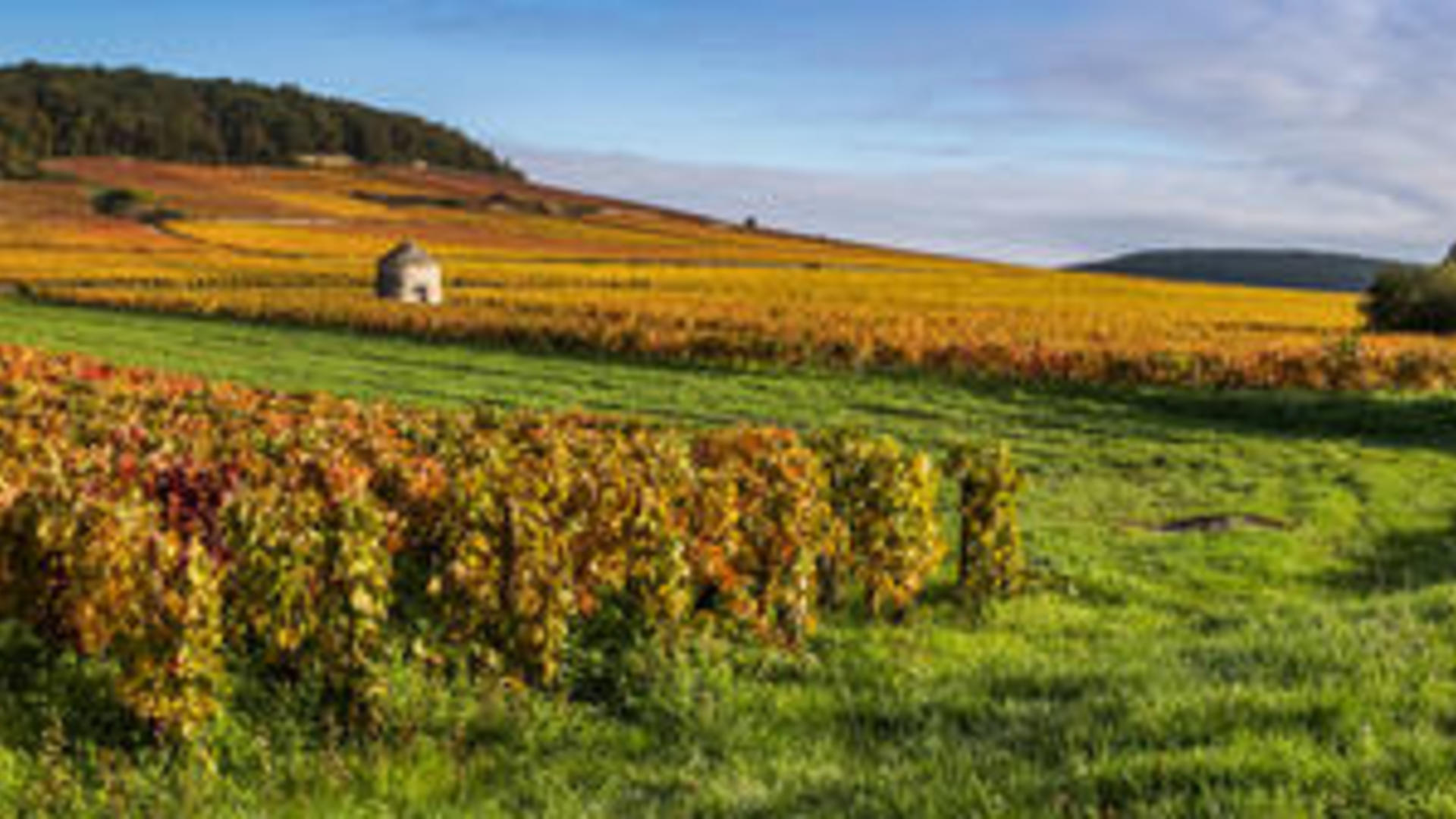 Vins en bourgogne