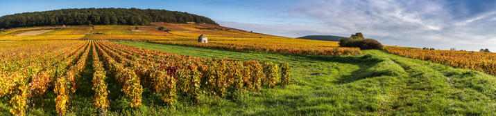 Vins en bourgogne